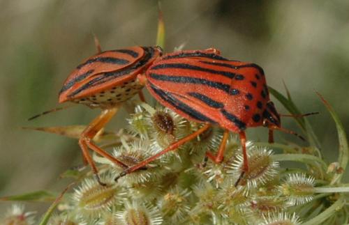 Réf. 215 807 : Graphosoma semipunctatum